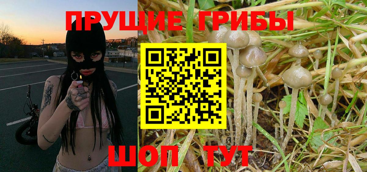 Псилоцибиновые грибы GOLDEN TEACHER Петрозаводск